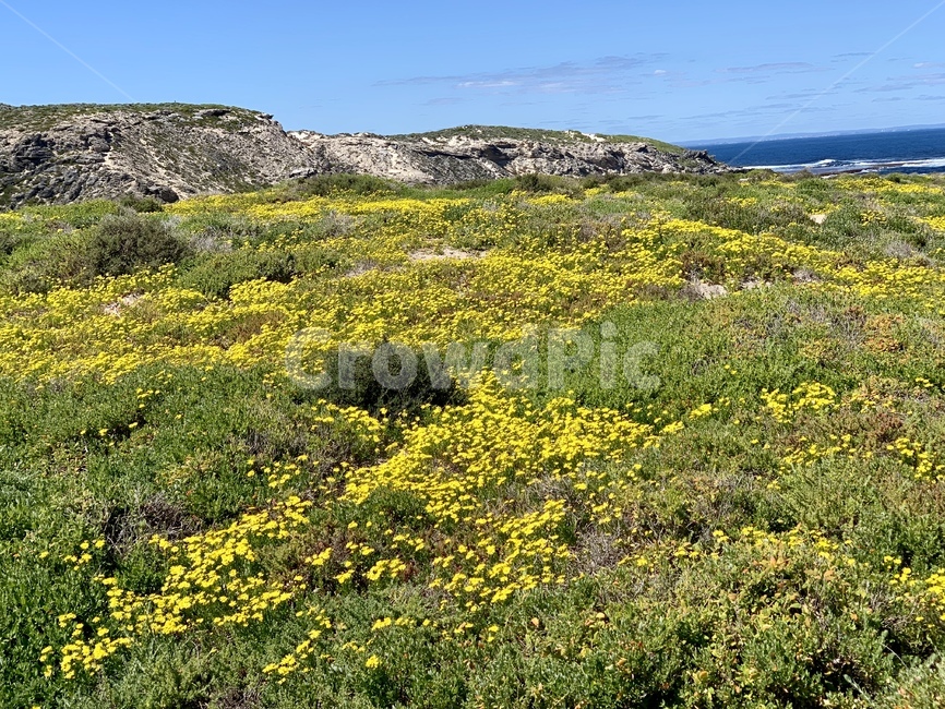nature,자연,plant,식물,outdoors,field,들,grassland,목초지,countryside,옥외,개나리,꽃,flower,yellow,노란,노란색,자연,풍경,nature,landscape