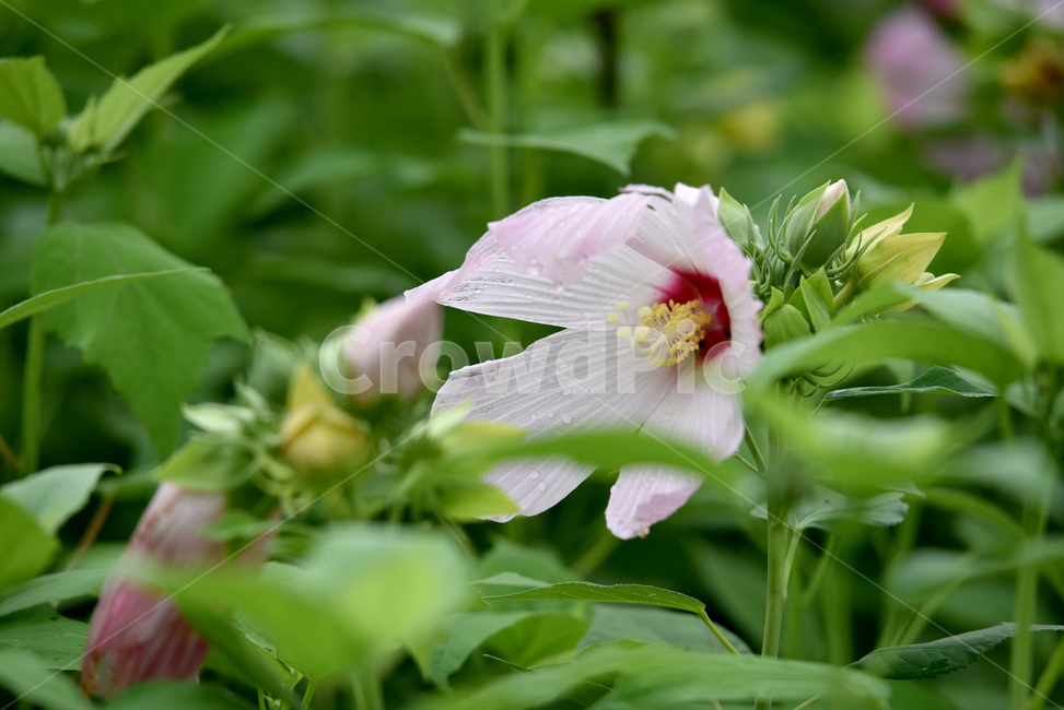 무궁화,나라꽃,국화,한국국화,대한민국국화,우리나라꽃,꽃,flower,roseofsharon