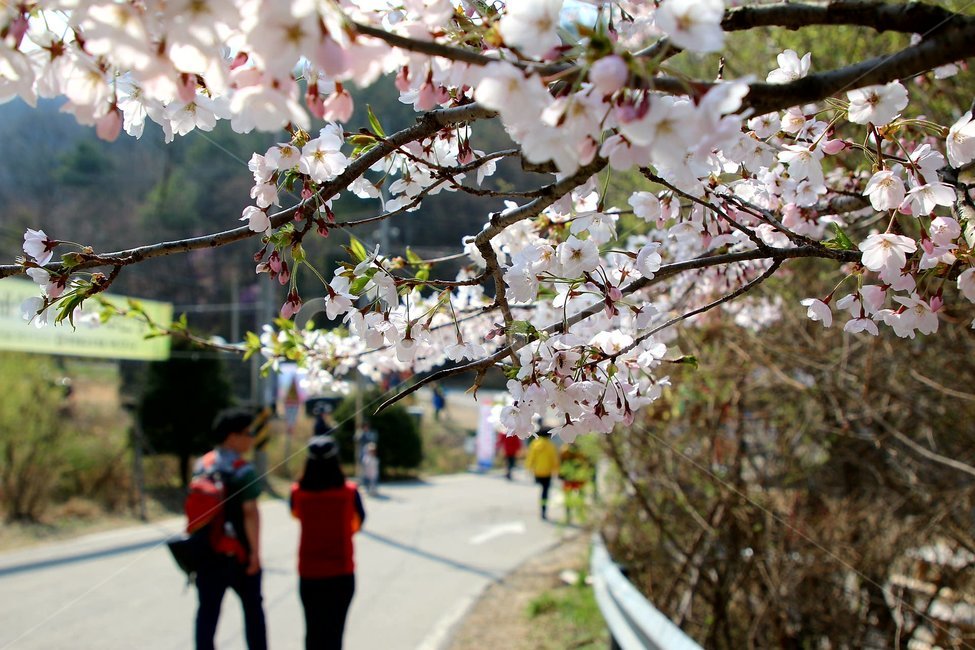 벚꽃,봄꽃,연인,산책,등산,봄,계절,spring,season,자연,풍경,nature,landscape,사람들,대중,군중,other people,crowd,plant,식물,blossom,꽃,flower