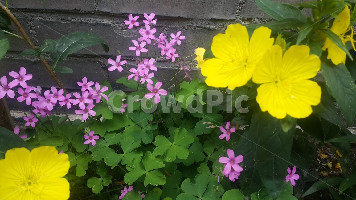 꽃,계절,식물,컬러,핑크,pink,flower,plant,season,분홍색,여름