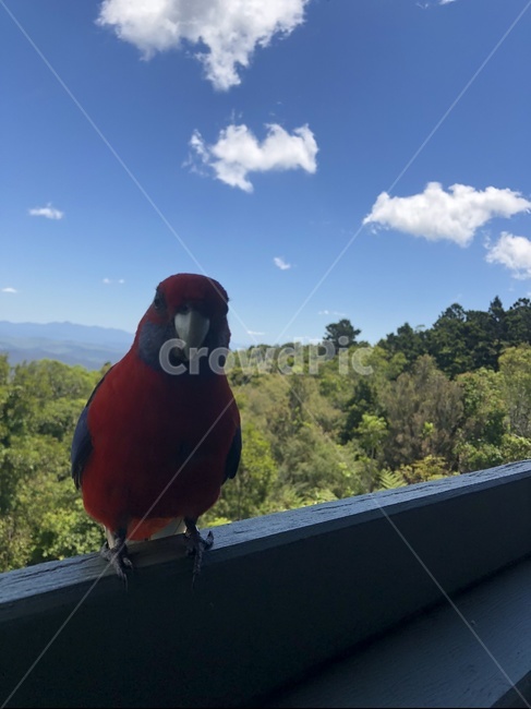 앵무새,탬버린마운틴,자연,하늘,새,조류,새,birds