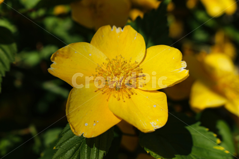 꽃,노란꽃,식물,plant,자연,plants,nature,flower,식물,자연,plants,nature,꽃,flower