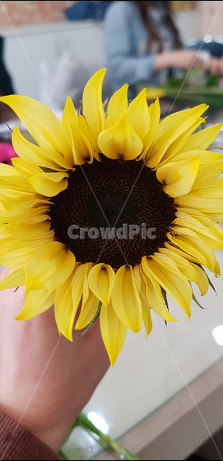 해바라기,sunflower,꽃,여름꽃,plant,식물