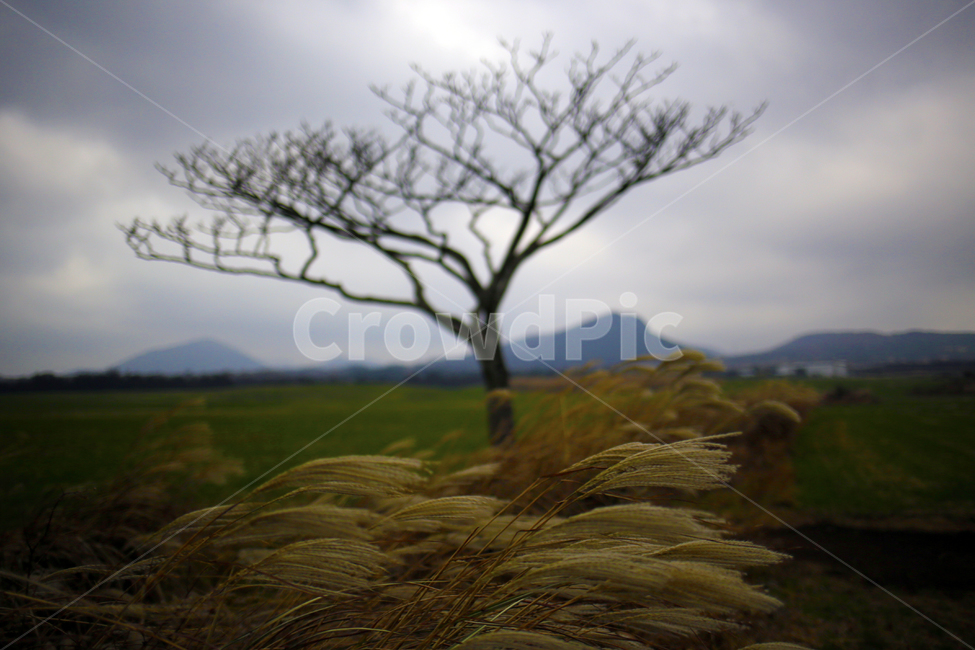 Alone tree,outcast tree,sight,jeju island,winter,winter tree