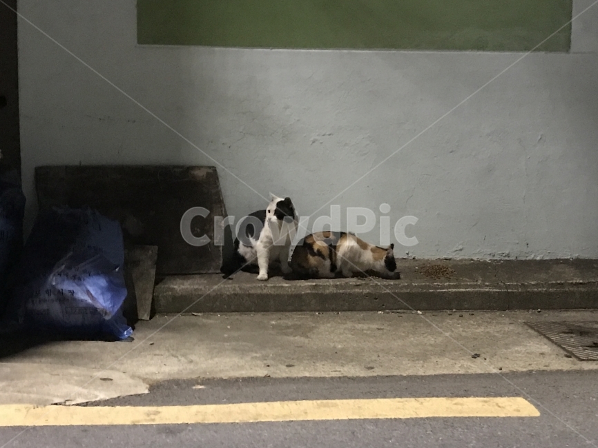 길고양이,고양이,경계,캣맘,캣대디,코숏,코리아숏헤어,삼색이,점박이,동물,animal,포유류,mammal,고양이,cat,kitten,kitty