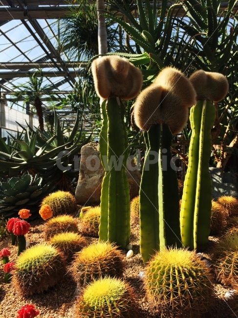 선인장,밍크선인장,가지각색,자연,따뜻함,식물,자연,plants,nature
