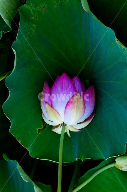 연꽃,연잎,자연,문양,무늬,습지,식물,자연,plants,nature,꽃,flower