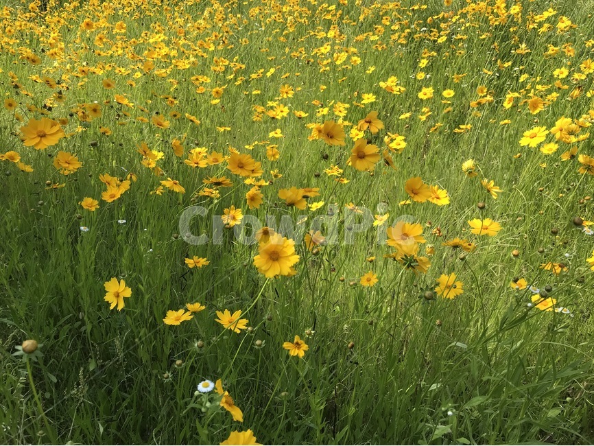 꽃,코스모스,자연,바탕화면,배경화면,풍경,식물,자연,plants,nature,꽃,flower