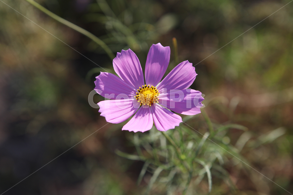 코스모스,꽃,식물,꽃잎,cosmos,plant,flower,가을,autumn,자연,nature