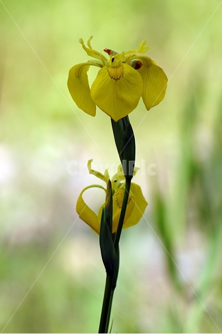 식물,꽃,창포,화초,노랑,식물,자연,plants,nature,꽃,flower