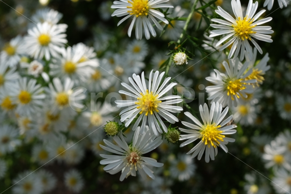 꽃,자연,순백,순수,들꽃,흰색,식물,자연,plants,nature,꽃,flower