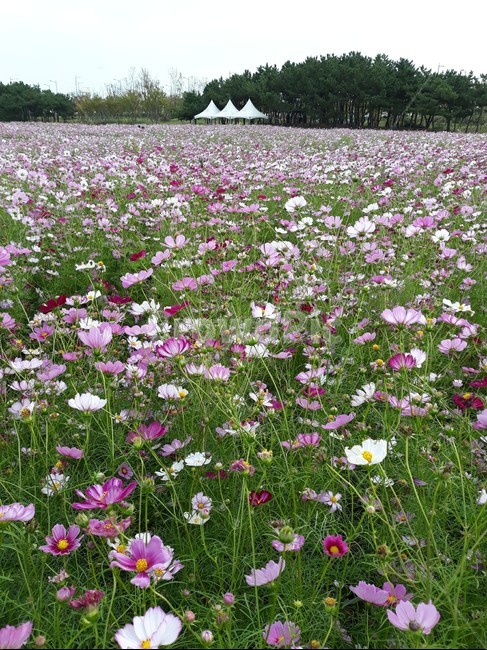 코스모스,하늘공원,가을나들이,서울근교,cosmos,가을,계절,fall,autumn,season,plant,식물,nature,자연,outdoors,옥외,flower,꽃,blossom,geranium,제라늄,grassland,목초지,field,들