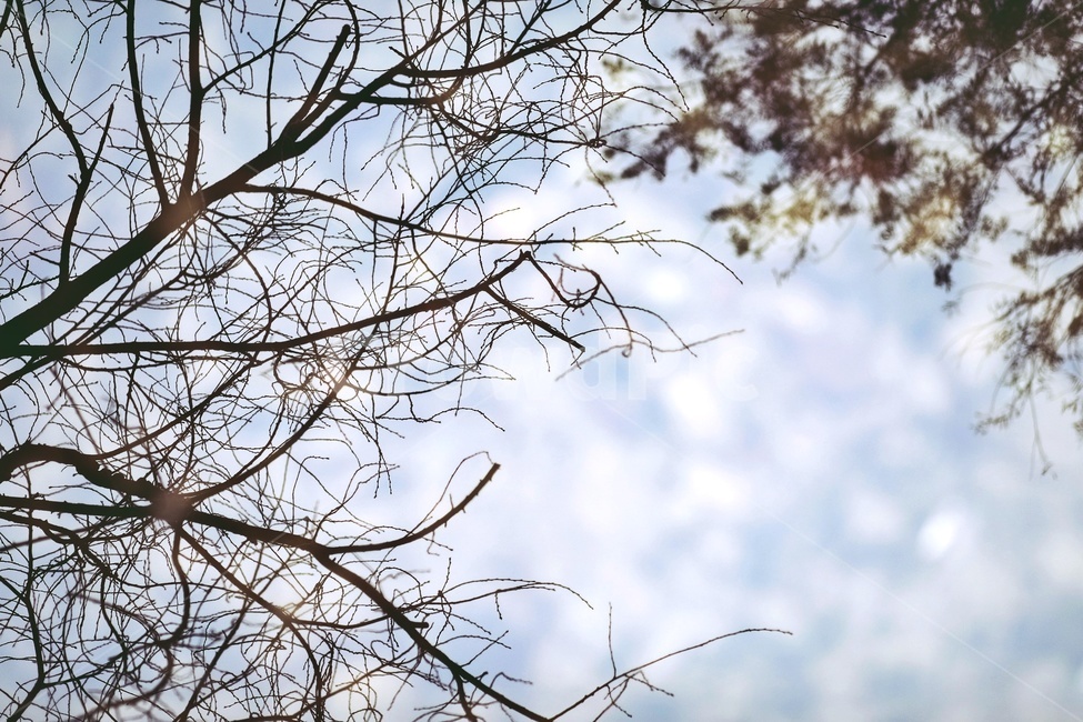 나무,반영,공원,tree,reflection,park,그림자,실루엣,나뭇가지,shadow,silhouette,자연,풍경,nature,landscape,실루엣,그림자,silhouette,shadow,plant,식물
