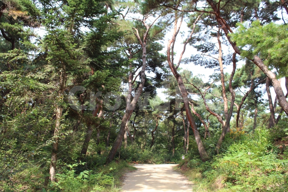 효종,영릉,여주,왕의숲길,산책,자연,풍경,nature,landscape,한국자연풍경,한국자연경관,korea nature landscape,식물,plants,나무,trees,wood,tree,plant