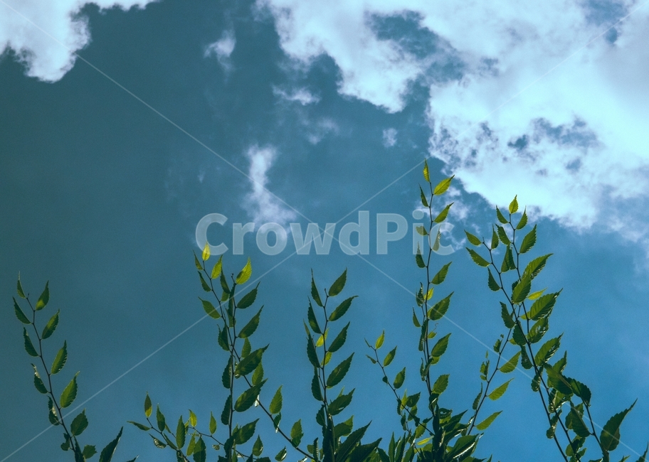 풀,나무,나뭇잎,하늘,구름,자연,나뭇가지,자연,풍경,nature,landscape,식물,plants