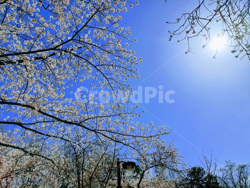 벚꽃,하늘,봄,벚꽃축제,꽃,자연,blue,sky,white,flower,편안한,따뜻한,예쁜,아름다운,풍경,blossom,개화,식물,나무