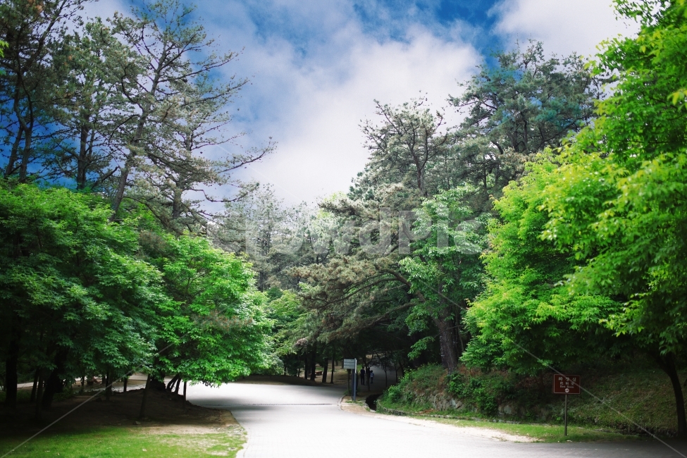 봄,풍경,자연,사월,Spring,자연,풍경,nature,landscape,한국자연풍경,한국자연경관,korea nature landscape,outdoors,옥외,plant,식물,tree,나무