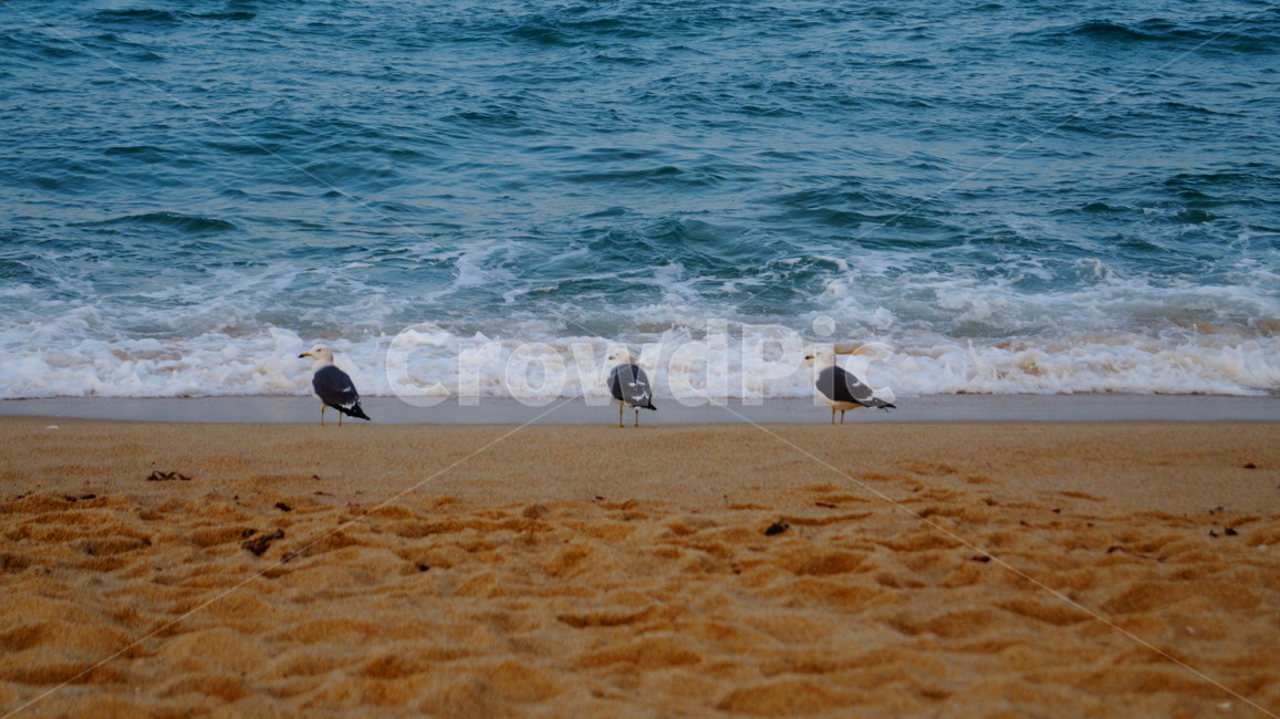 새,바다,새발자국,모래사장,파도,자연,풍경,nature,landscape,해변,바다,beach,sea,동물,animal,조류,새,birds,outdoors,옥외,ocean,대양,water,물,bird,shoreline,해안선,coast,연안,바닷가