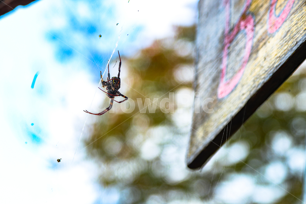 거미,거미줄,독거미,곤충,야생,동물,animal,곤충,벌레,insect,bug