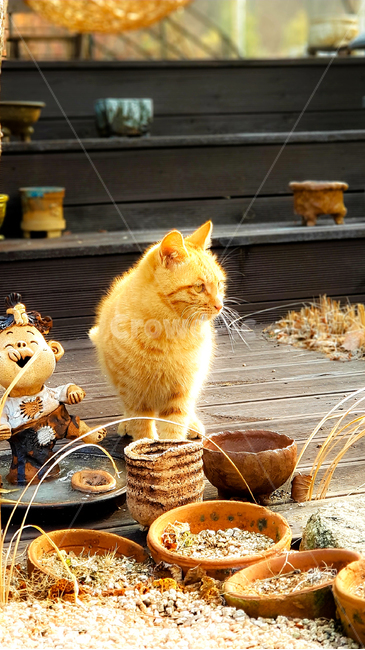 고양이,아침,햇살,가족,cat,morning,sunny,family,cute