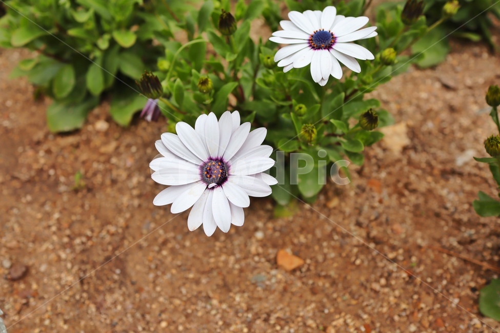 꽃,봄,자연,flower,spring,봄,계절,spring,season,식물,자연,plants,nature,꽃,flower,plant,daisy,데이지,daisies,blossom
