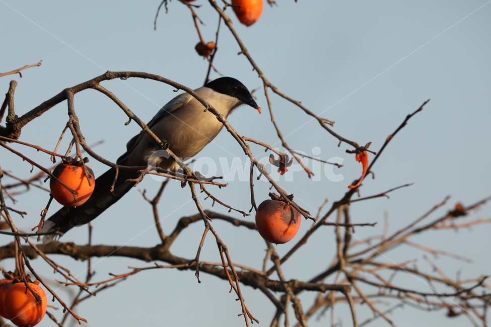 감나무,열매,행복,여유,홍시,가을,계절,fall,autumn,season,동물,animal,조류,새,birds,과일,열매,fruit,bird,persimmon,감,food,음식,plant,식물