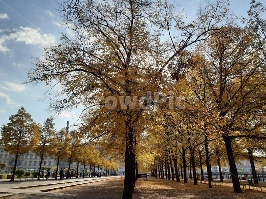 tree,나무,plant,식물,treetrunk,나무줄기