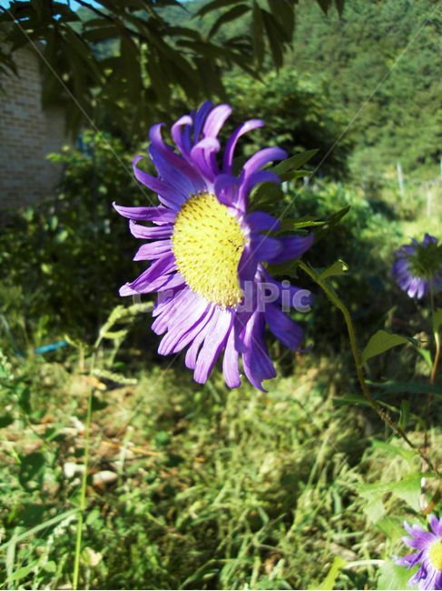 꽃,가을,flower,과꽃,식물,식물,자연,plants,nature,꽃,flower