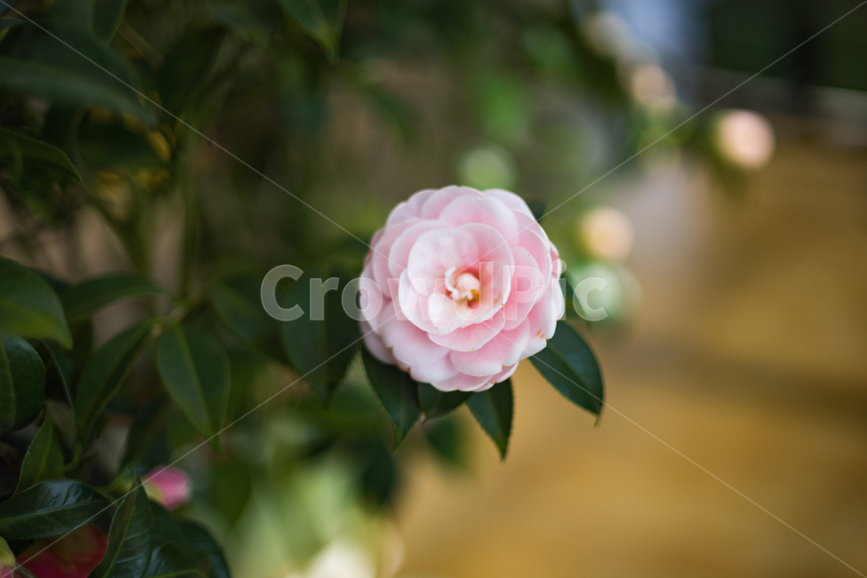 꽃,꽃한송이,보케,분홍색,분홍색꽃,꽃사진,식물,자연,plants,nature,꽃,flower,감성,sensible,feeling