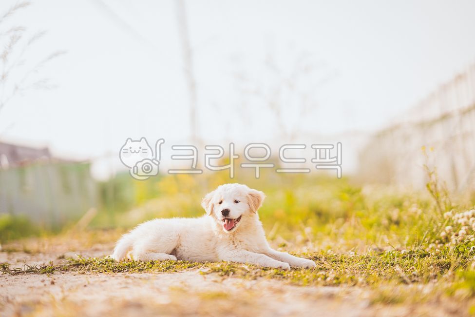 시골개,진트리버,강아지,dog,puppy,애완동물,pet,리트리버,진돗개,아기동물,동물,animal,포유류,mammal,개,강아지,dog,doggy