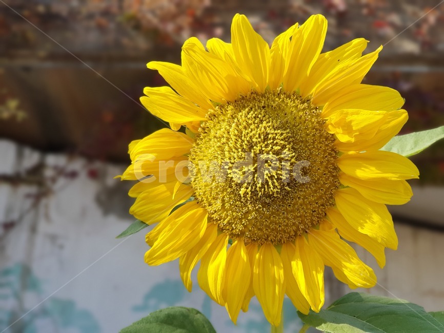 plant,식물,flower,꽃,blossom,sunflower,노란색,yellow,식물,자연,plants,nature,꽃,flower