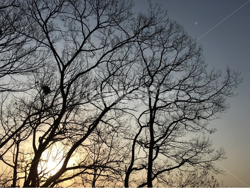 하늘,노을,자연,풍경,자연풍경,나무,식물,자연,plants,nature,나무,trees,wood,실루엣,그림자,silhouette,shadow