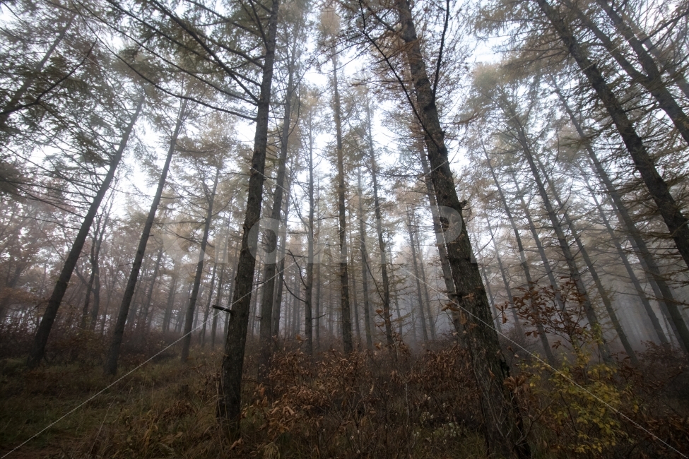 안개,나무,숲,산,하늘,가을,계절,fall,autumn,season,자연,풍경,nature,landscape,식물,plants,나무,trees,wood,tree,plant