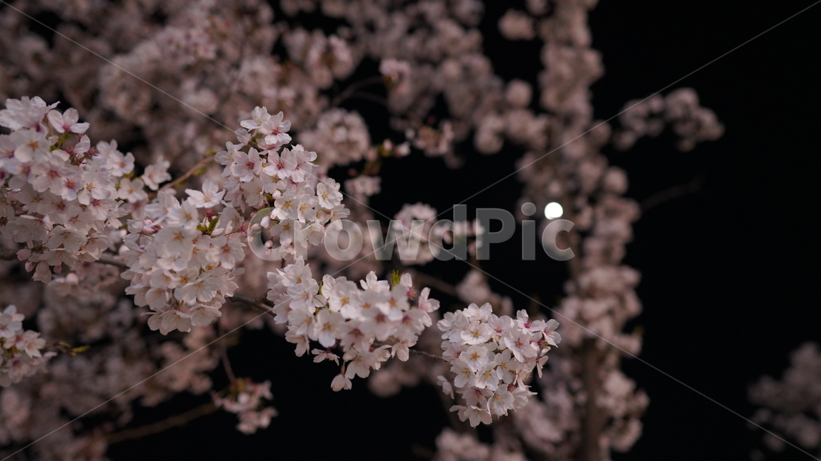 벚꽃,봄,만개,꽃잎,밤,가로등,저녁,어두운,핑크,꽃,blossom,나무,cherryblossom,flower,식물,빛