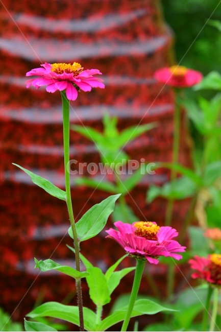 blossom,flower,꽃,plant,식물,leaf,잎,백일홍,백일홍꽃,항아리