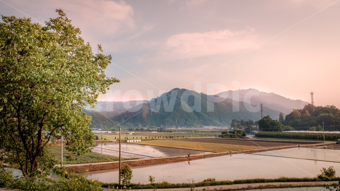 농촌,농촌풍경,들판,들녘,논경지,경작지,먼산,감나무,모내기,시골,시골풍경,자연,풍경,nature,landscape,한국자연풍경,한국자연경관,korea nature landscape,시골,마을,country,rural,town,감성,sensible,feeling,산업,industry,industrial,농업,농사,agriculture,farming,farming industry,outdoors,옥외