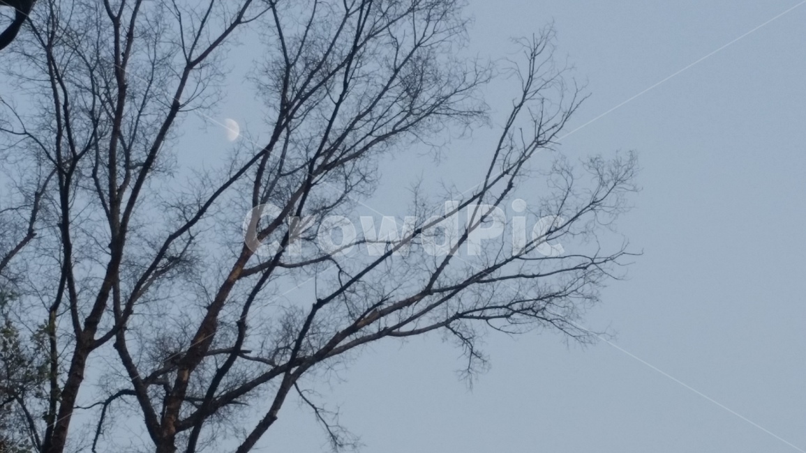 나무,하늘,나뭇가지,달,낮달,반달,마른가지,앙상한나무,마른나무,tree,sky,moon,branch,bough,twig,halfmoon,moonlight,midnight