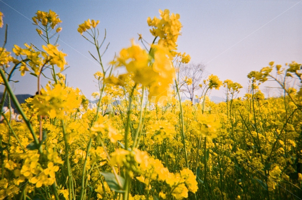 부산,대저생태공원,유채꽃,노란색,꽃밭,봄,rapeflower,yellow,spring,필름사진,따스함