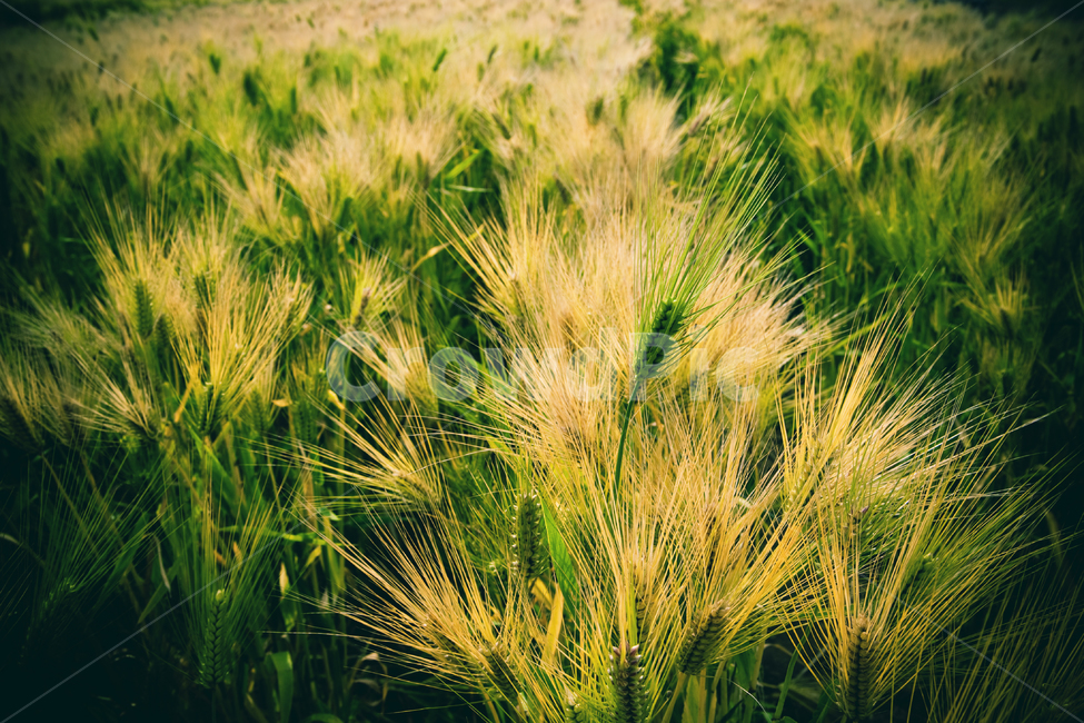 보리밭,보리,청보리,식물,식물배경,자연,풍경,곡물,식물,자연,plants,nature