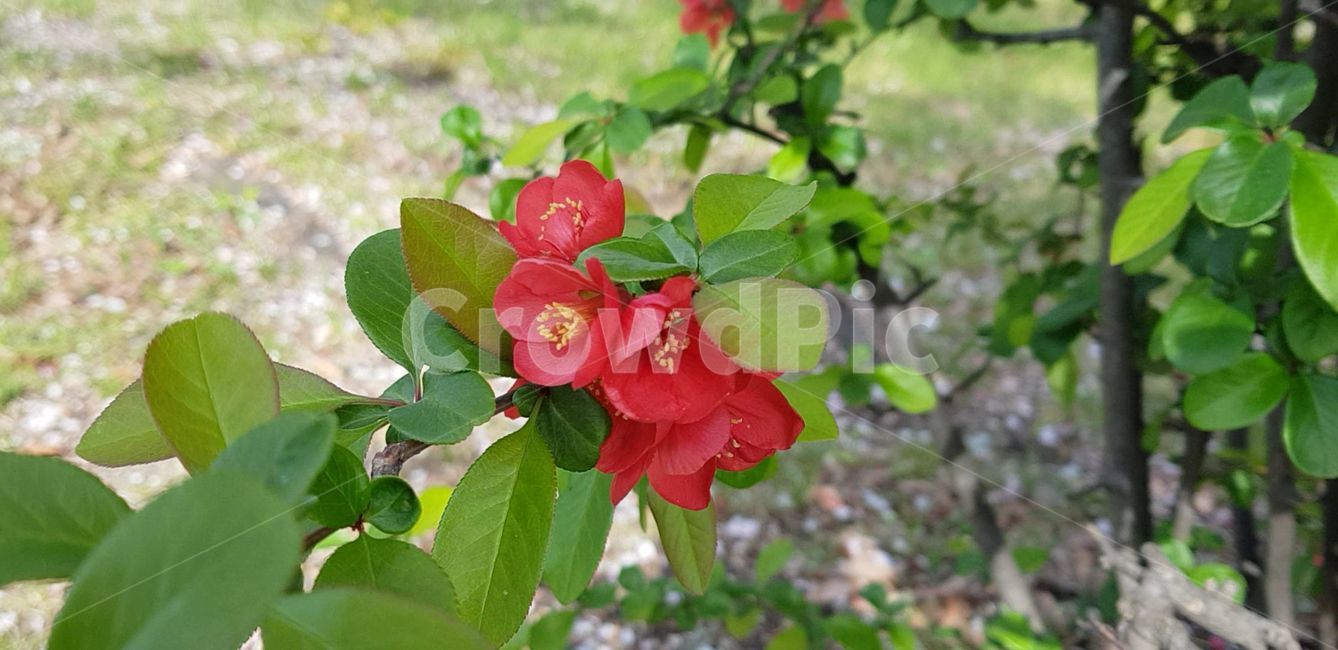 봄,blossom,flower,식물,plant,꽃,nature,자연,명자나무