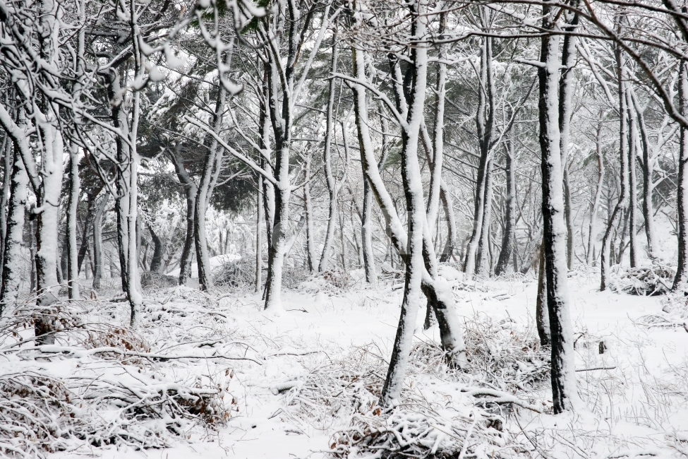 눈내린산,주전눈,주전눈산,봉대산,봉대산눈,겨울,계절,winter,season,자연,풍경,nature,landscape,식물,plants,나무,trees,wood,outdoors,옥외