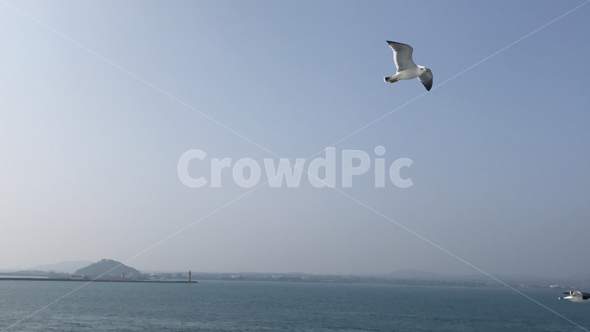 제주도,제주,갈매기,하늘,비행,자유,동물,animal,조류,새,birds