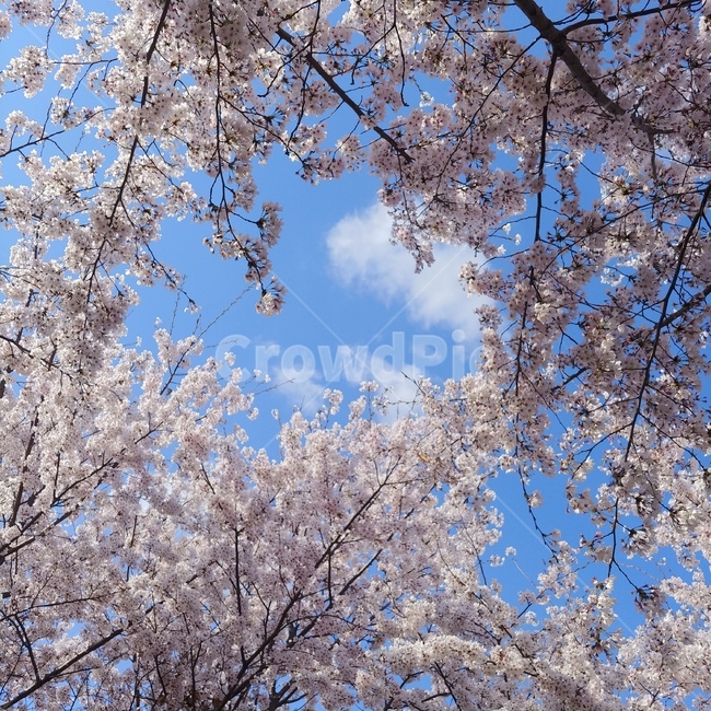plant,식물,blossom,꽃,flower,벚꽃,cherryblossom,봄,계절,spring,season,cherry blossom
