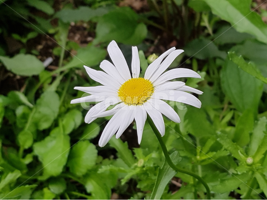 샤스타데이지,꽃,자연,식물,흰색,그린,flower,nature,plants,abstract,background,봄,식물,자연,plants,nature,꽃,flower