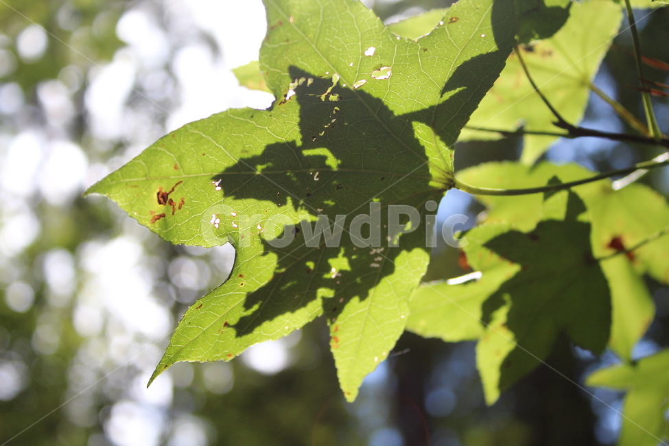 자연,풀,초록색,나뭇잎,leaf,plant,잎,식물