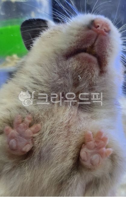 햄스터,발바닥,귀여운,동물,동물발바닥