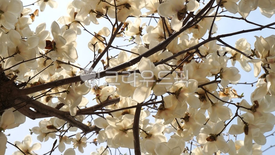 nature,plant,tree,spring flower,Magnolia,magnolia flower,white magnolia,branch