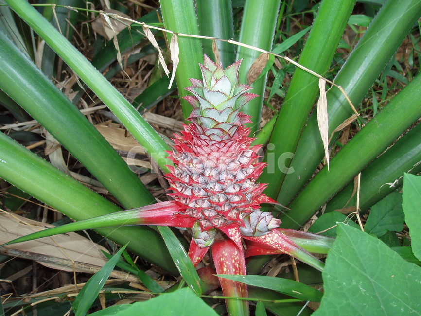 과일,파인애플,fruit,pineapple,열대과일,plant,식물