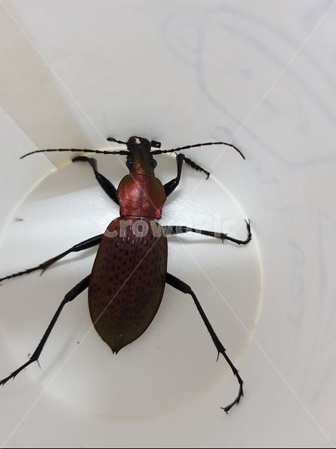 딱정벌레,홍단딱정벌레,damastersmaragdinus,갑충,beetle,동물,animal,곤충,벌레,insect,bug