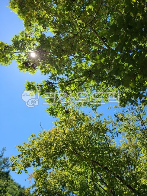 햇빛,tree,나무,하늘,nature,나뭇잎